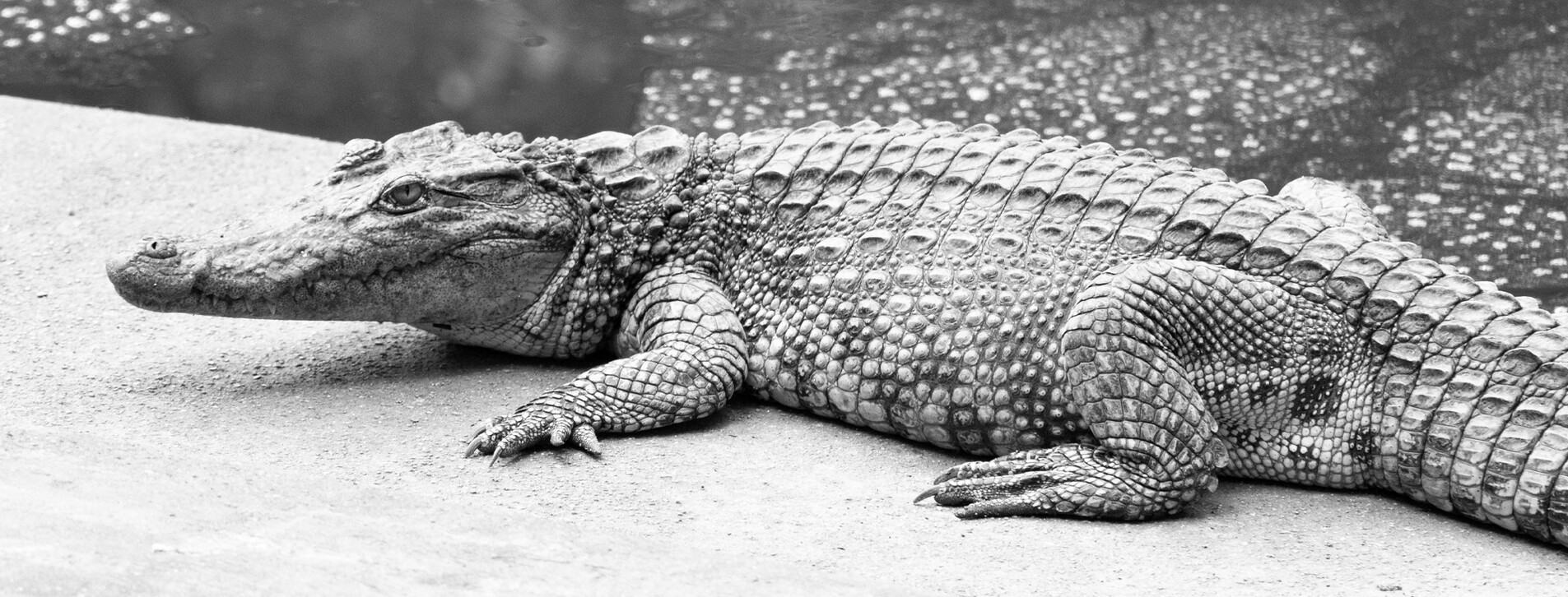 Fotoğraf 1 - Aile için Akvaryum ve Timsah Parkı Ziyareti