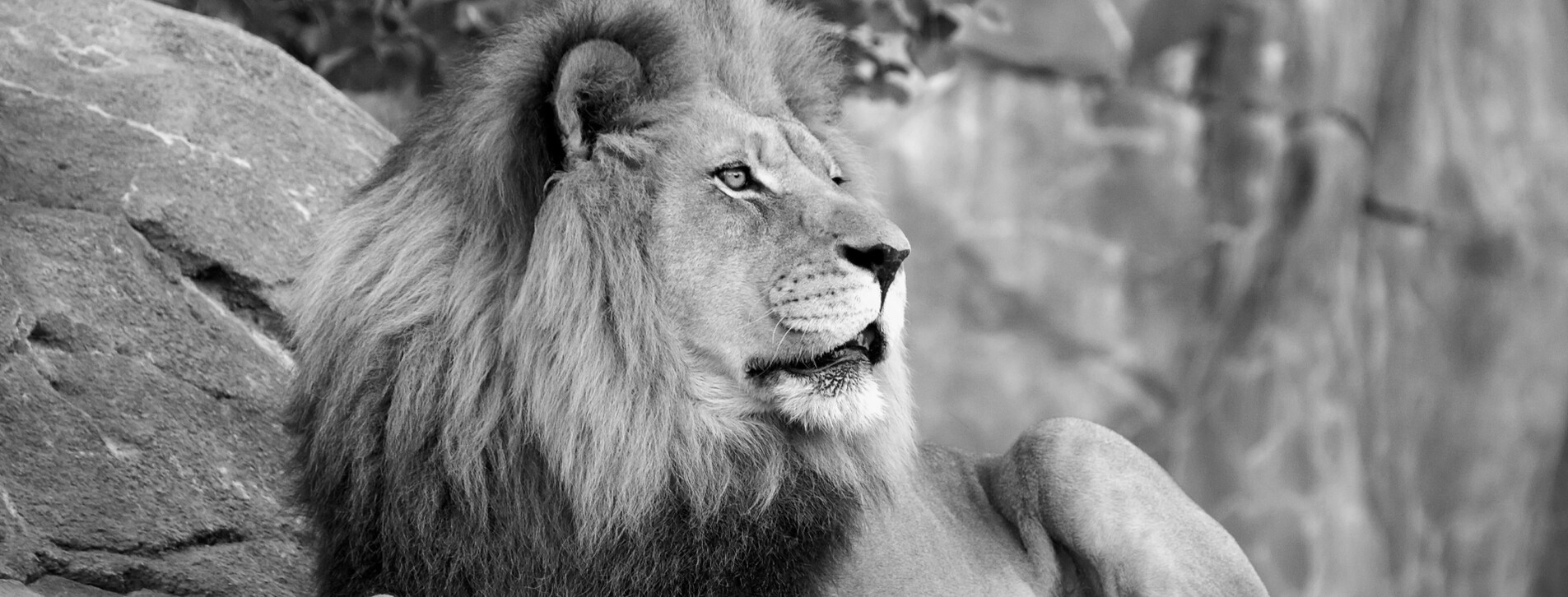 Fotoğraf 1 - Aslan Parkı Ziyareti