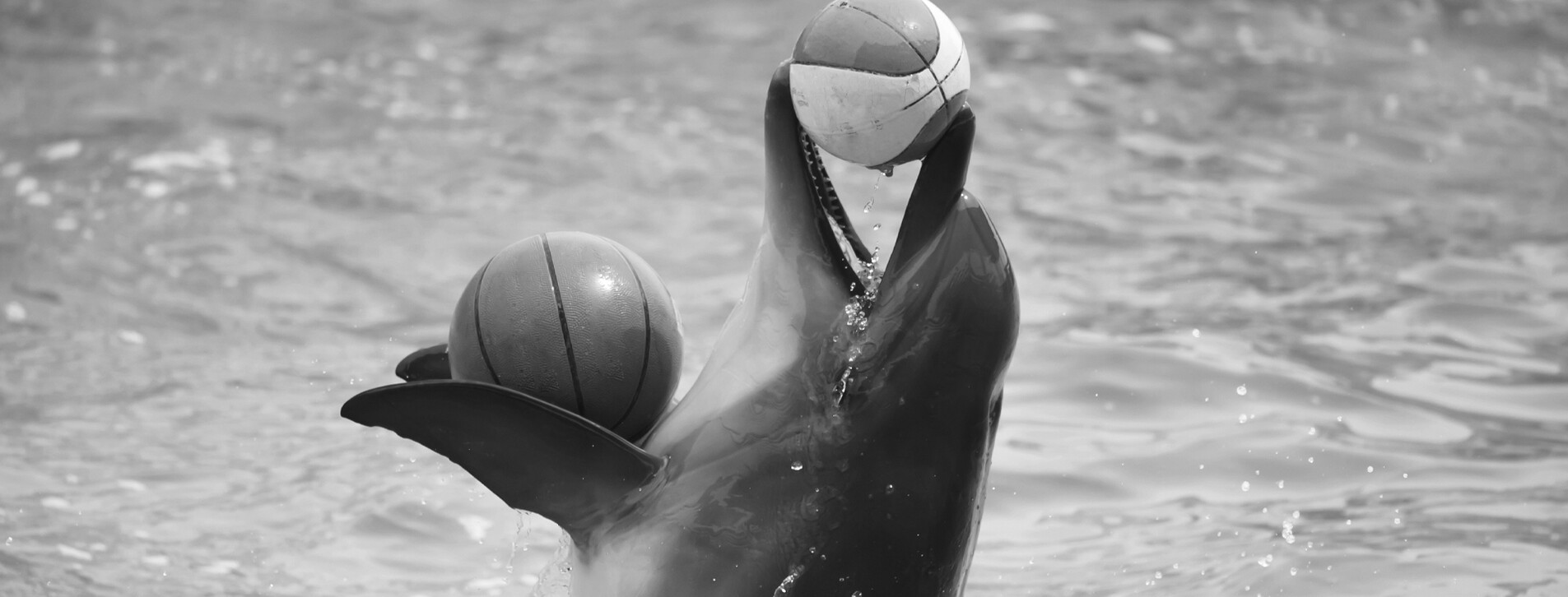 Fotoğraf 1 - İki Kişi için Dolphinarium Gösterisi
