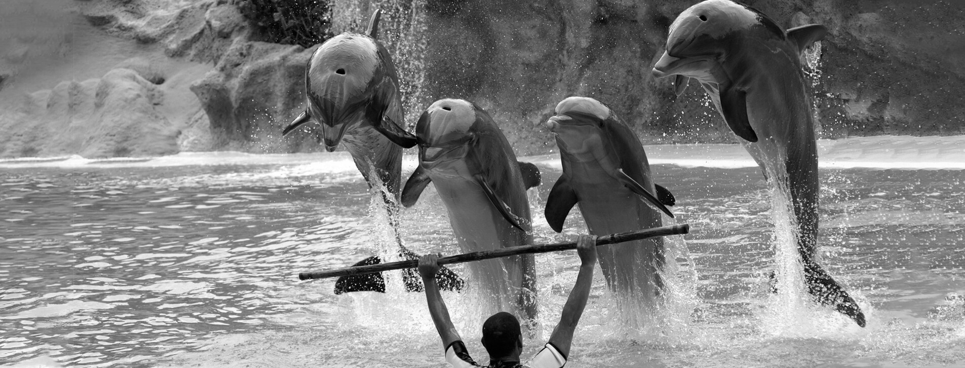 Fotoğraf 1 - Aile için Dolphinarium Gösterisi