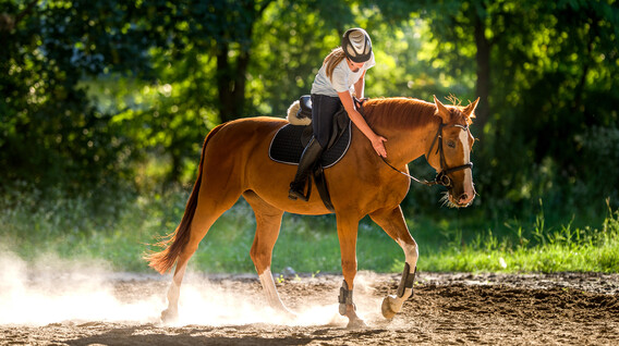 Binicilik Kursu Binicilik Kursu