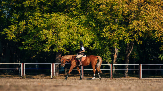Binicilik Kursu Binicilik Bursa'da - Binicilik Kursu