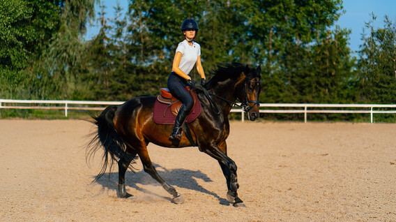 Binicilik Dersi Binicilik Dersi