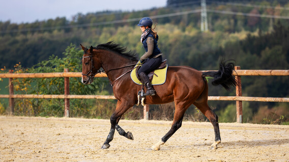 Binicilik Kursu Binicilik Kursu