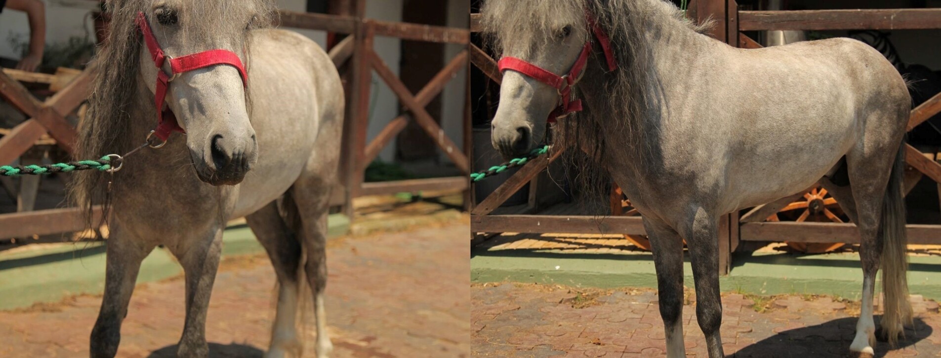 İstanbul'da İki Çocuk için Pony Binicilik Dersi - 2 Fotoğraf 2 - İstanbul'da İki Çocuk için Pony Binicilik Dersi